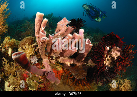 Les Éponges tube plongeur et porifères Alor Lesser Sunda Islands Indonésie indo-pacifique Banque D'Images