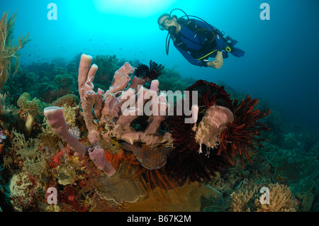 Les Éponges tube plongeur et porifères Alor Lesser Sunda Islands Indonésie indo-pacifique Banque D'Images