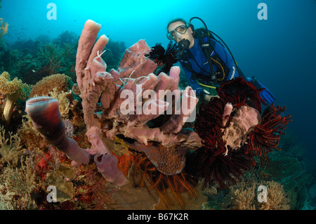 Les Éponges tube plongeur et porifères Alor Lesser Sunda Islands Indonésie indo-pacifique Banque D'Images