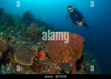 Barrelsponge Xestospongia testudinaria et Diver Alor Lesser Sunda Islands Indonésie indo-pacifique Banque D'Images