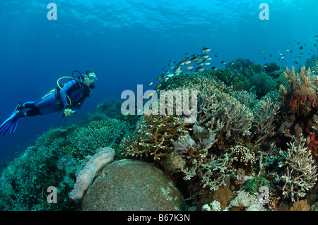 Les coraux à branches et plongeur Acropora spec Alor Lesser Sunda Islands Indonésie indo-pacifique Banque D'Images