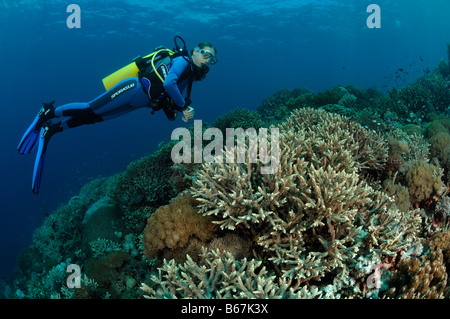 Les coraux à branches et plongeur Acropora spec Alor Lesser Sunda Islands Indonésie indo-pacifique Banque D'Images