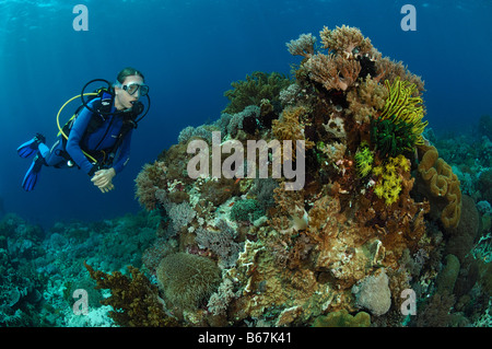 Diver et coraux Alor Lesser Sunda Islands Indonésie indo-pacifique Banque D'Images