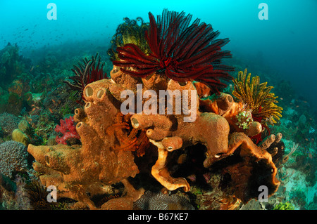 Reef avec tube d'Éponges Porifera Alor Lesser Sunda Islands Indonésie indo-pacifique Banque D'Images