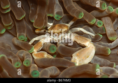 En Crabe Porcellain Anemone Neopetrolisthes Alor Lesser Sunda Islands Indonésie indo-pacifique Banque D'Images