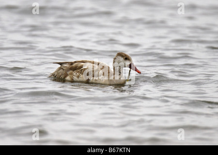 Kolbenente Netta rufina Red Crested Pochard Nette rousse Banque D'Images