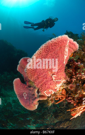 Éponge Rose géant et plongeur spongiaire Alor Lesser Sunda Islands Indonésie indo-pacifique Banque D'Images