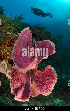 Éponge Rose géant et plongeur spongiaire Alor Lesser Sunda Islands Indonésie indo-pacifique Banque D'Images