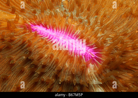 Bouche de corail champignon Fungia fungites Alor Lesser Sunda Islands Indonésie indo-pacifique Banque D'Images