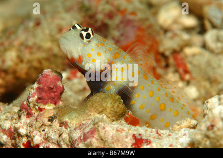 Gobie Amblyeleotris guttata crevettes tachetées Alor Lesser Sunda Islands Indonésie indo-pacifique Banque D'Images