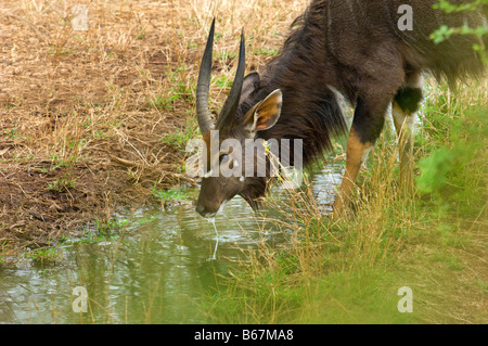 Sauvages de la faune antilope Tragelaphus angasii NYALA bull mâle avec point d'eau potable de la corne de l'Afrique du sud-Afrique du Sud Banque D'Images