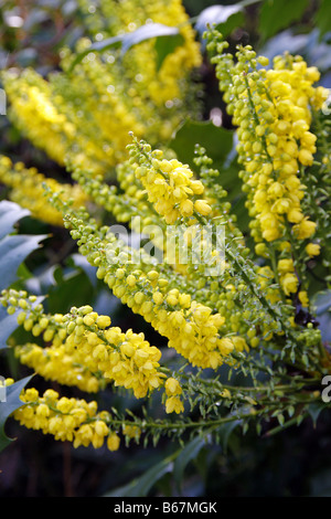 MAHONIA X MEDIA EN COURS DE L'AG en début de décembre Banque D'Images