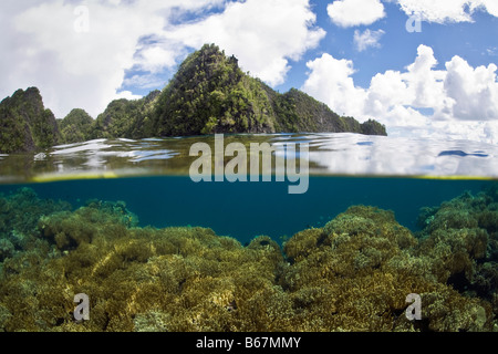 Coraux cuir dans de l'eau peu profonde Lobophytum compactum Raja Ampat Misool Papouasie occidentale en Indonésie Banque D'Images