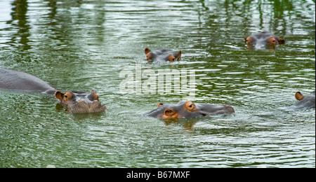 L'état sauvage des animaux Hippo 5 hippopotame dans l'eau cinq amphibies waterhole sud-Afrika afrique du sud baignoire Bain panorama Banque D'Images
