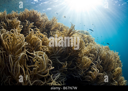 Corail en cuir souple dans les Sinularia flexibilis Raja Ampat Misool Papouasie occidentale en Indonésie Banque D'Images