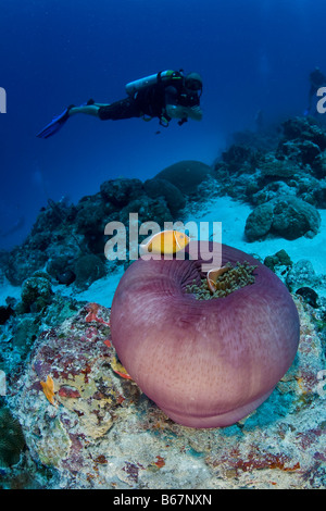 Poisson Clown rose en Anémone de mer Amphiprion perideraion Heteractis magnifica Micronésie Palau de l'Océan Pacifique Banque D'Images