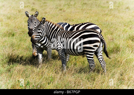 Les zèbres le pâturage dans la savane, le parc national de Tsavo Est, littoral, Kenya Banque D'Images