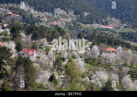 Paysage de montagne avec des fleurs de cerisier, Prodromos, Troodos, Chypre du Sud, Chypre Banque D'Images