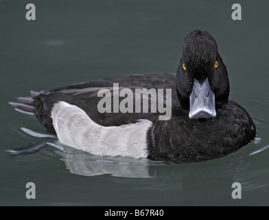 Fuligule morillon mâle (Drake) (Aythya fuligula), Royaume-Uni Banque D'Images
