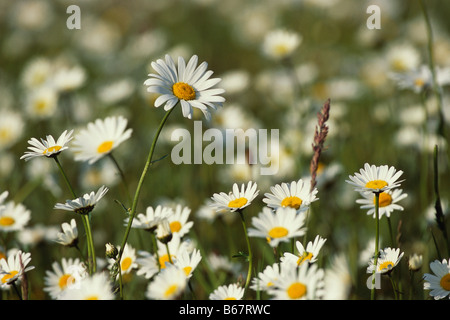 Gros plan d'une prairie avec oxeye daisy fleurs, Champ, Leucanthemum, Allemagne Banque D'Images