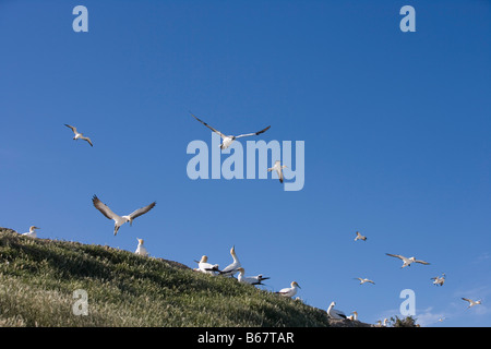 Cape Kidnappers Colonie de fou de bassan, Morus serrator Australasian Gannet, près de Napier, Hawkes Bay, île du Nord, Nouvelle-Zélande Banque D'Images