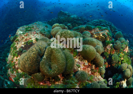 Une algue verte Codium bursa Svetac l''île de Vis en Croatie Mer Méditerranée Banque D'Images