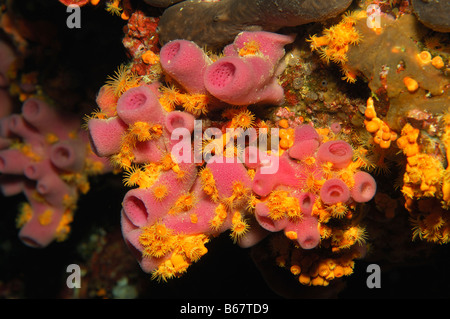 Éponge rose et jaune Parazoanthus axinellae Haliclona mediterranea Zoanthid Svetac l''île de Vis en Croatie Mer Méditerranée Banque D'Images