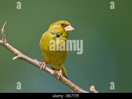 Finch vert Caruelis chloris Fringillidae Banque D'Images