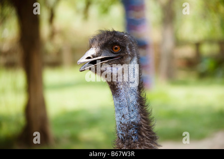 Close-up de l'Émeu (Dromaius Novaehollandeae) dans un zoo et Xiangjiang Safari Park, Guangzhou, province de Guangdong, Chine Banque D'Images