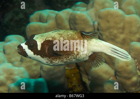 Épinoche tachetée Puffer Arothron nigropunctatus Marsa Alam Egypte Mer Rouge Banque D'Images