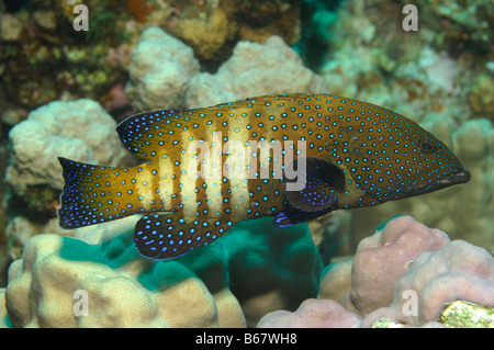 Cephalopholis argus Mérou paon Marsa Alam Egypte Mer Rouge Banque D'Images