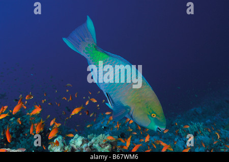 Perroquet Scarus ferrugineus Rusty mâle Elphinstone Reef Egypte Mer Rouge Banque D'Images