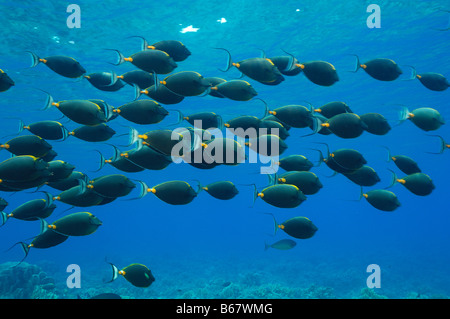 Naso Lituratus Orangespine Unicornfishes Elphinstone Reef Egypte Mer Rouge Banque D'Images