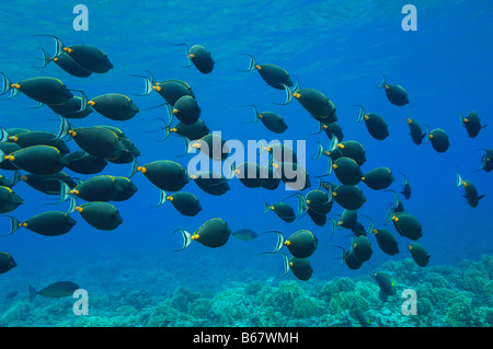 Naso Lituratus Orangespine Unicornfishes Elphinstone Reef Egypte Mer Rouge Banque D'Images