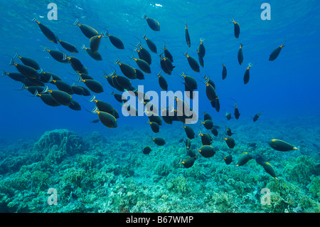 Naso Lituratus Orangespine Unicornfishes Elphinstone Reef Egypte Mer Rouge Banque D'Images