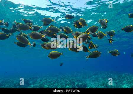 Naso Lituratus Orangespine Unicornfishes Elphinstone Reef Egypte Mer Rouge Banque D'Images