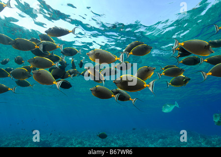 Naso Lituratus Orangespine Unicornfishes Elphinstone Reef Egypte Mer Rouge Banque D'Images