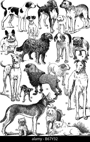 Les chiens. Illustration d'antiquités. 1885. Banque D'Images