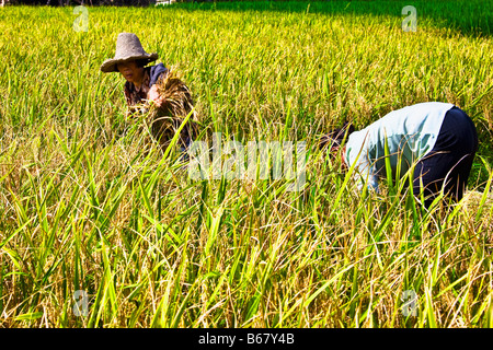 Deux agriculteurs travaillant dans une rizière champ, Xingping, Yangshuo, Guangxi Province, China Banque D'Images