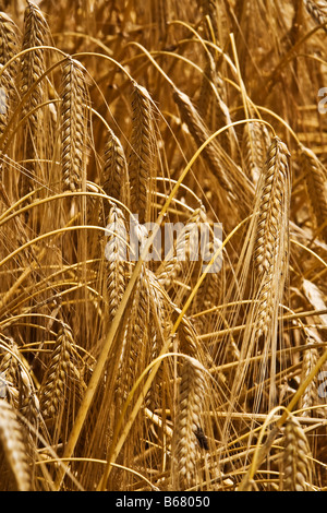 épis de blé mûr Banque D'Images