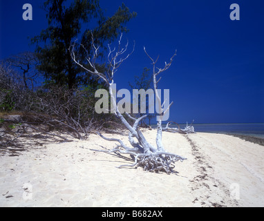 Driftwood sur une plage de sable blanc sur une île verte Coral Cay situé dans la Great Barrier Reef Marine Park près de Cairns Banque D'Images