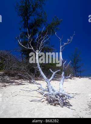 Driftwood sur une plage de sable blanc sur une île verte Coral Cay situé dans la Great Barrier Reef Marine Park près de Cairns Banque D'Images