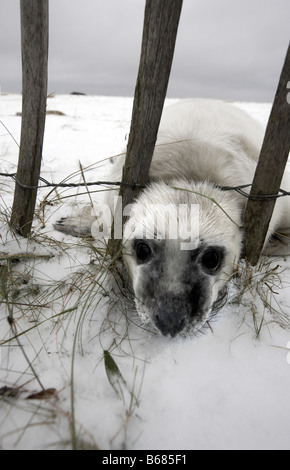 Bébé phoque gris Halichoerus grypus avec la tête à la clôture dans la neige Donna Nook Lincolnshire Banque D'Images