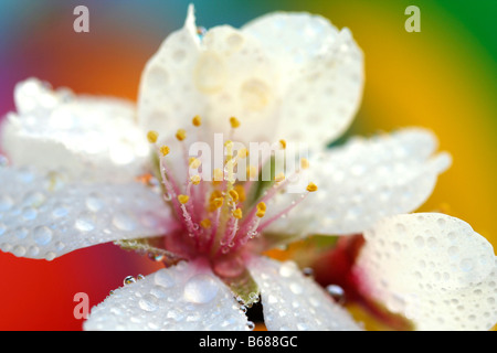 Fleurs de l'amandier Prunus dulcis avec des gouttelettes ou communis Banque D'Images
