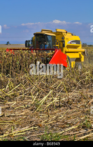 La récolte de tournesol, France Banque D'Images
