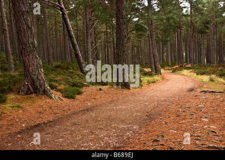 Piste en forêt, de Rothiemurchus, Ecosse Banque D'Images