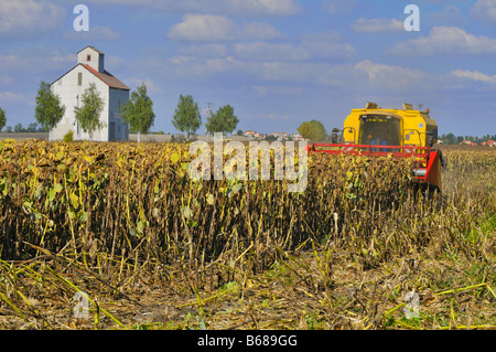 Moissonneuse-batteuse en action dans un champ de tournesol. Plaine de Limagne, Auvergne, France Banque D'Images