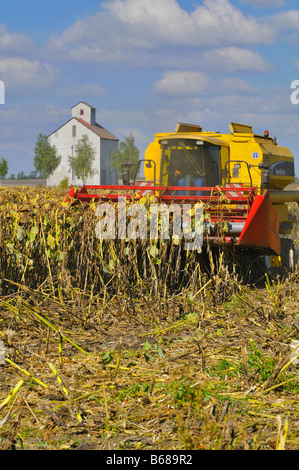 Moissonneuse-batteuse en action dans un champ de tournesol. Plaine de Limagne, Auvergne, France Banque D'Images