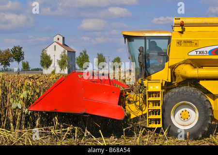 Moissonneuse-batteuse en action dans un champ de tournesol. Plaine de Limagne, Auvergne, France Banque D'Images