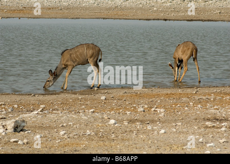 Une paire de grand koudou verre dans un trou d'eau dans le Parc National d'Etosha, Namibie Banque D'Images